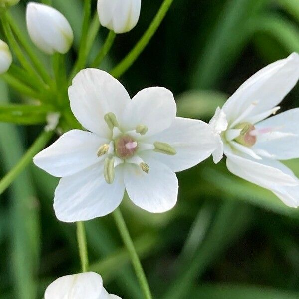 Allium neapolitanum Flower