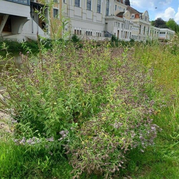 Mentha longifolia 整株植物