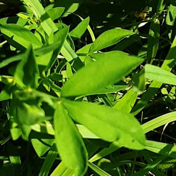 Lotus tenuis Leaf