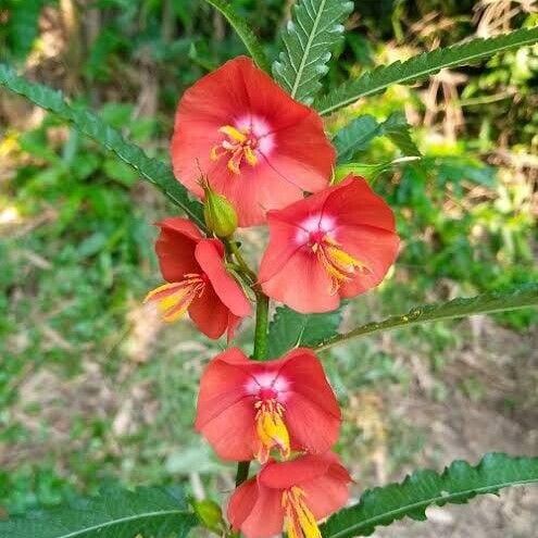 Pentapetes phoenicea Flower