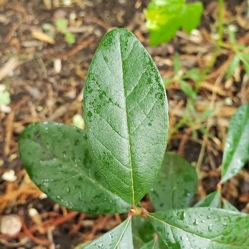 Sideroxylon lanuginosum Листок