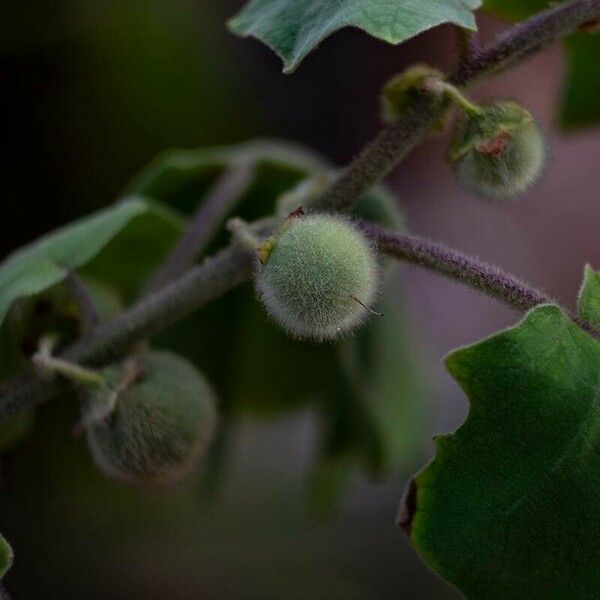 Solanum quitoense Fruitua