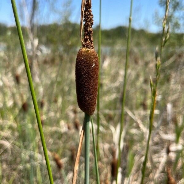 Typha minima Flor