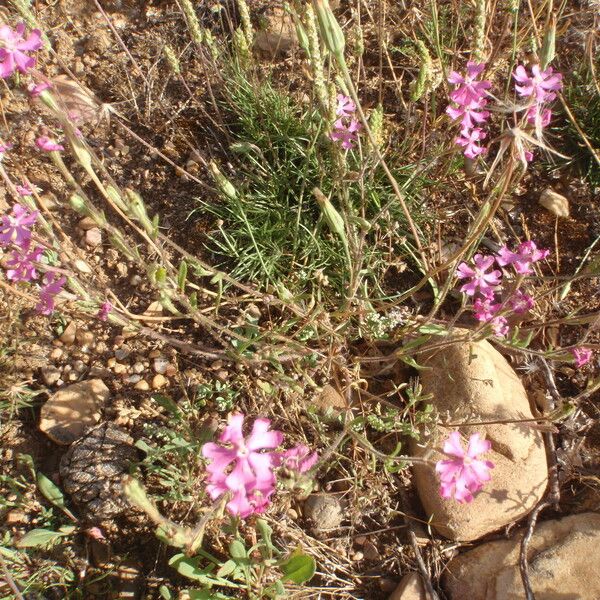 Silene scabriflora Характер