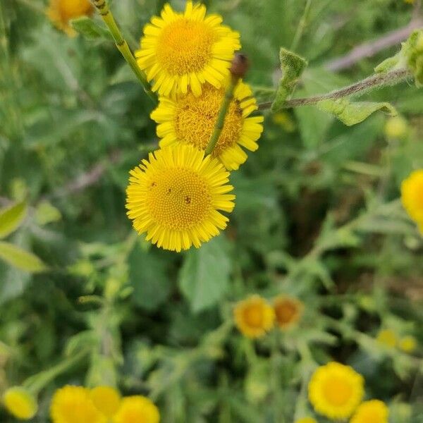 Pulicaria vulgaris Flor