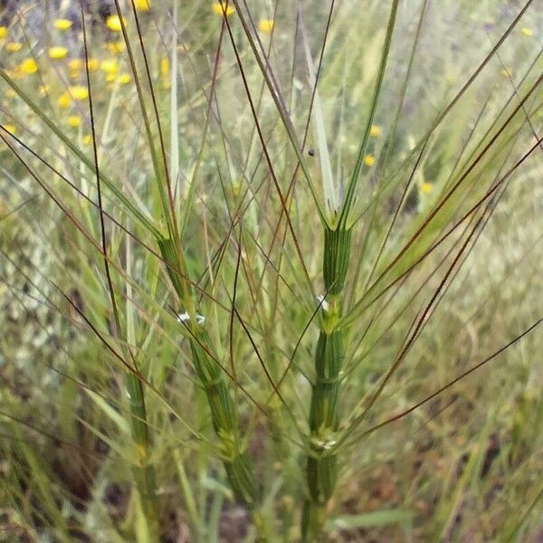 Aegilops triuncialis Floare