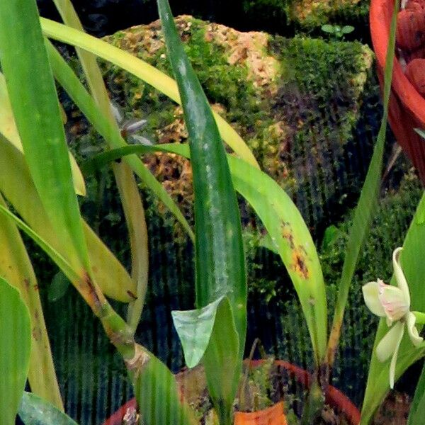 Prosthechea fragrans Plante entière