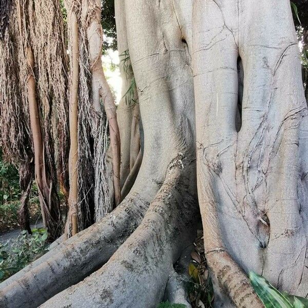 Ficus macrophylla Кора