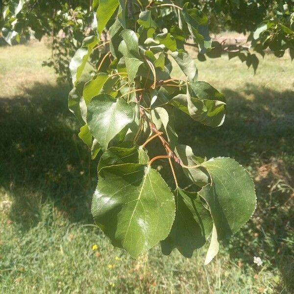 Prunus armeniaca Fulla