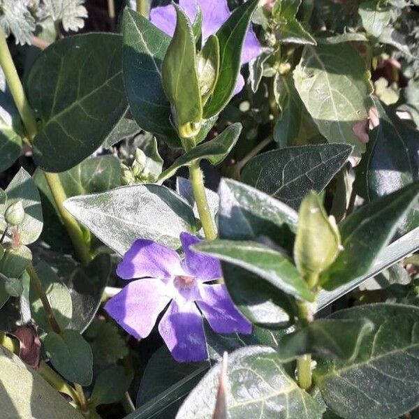 Vinca major Flower