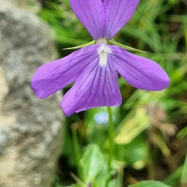 Viola cornuta Çiçek