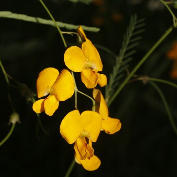 Sesbania herbacea 花