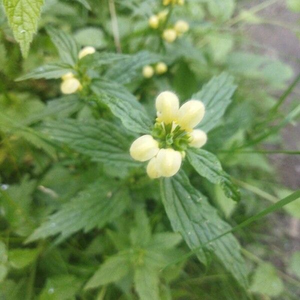 Lamium galeobdolon Blodyn