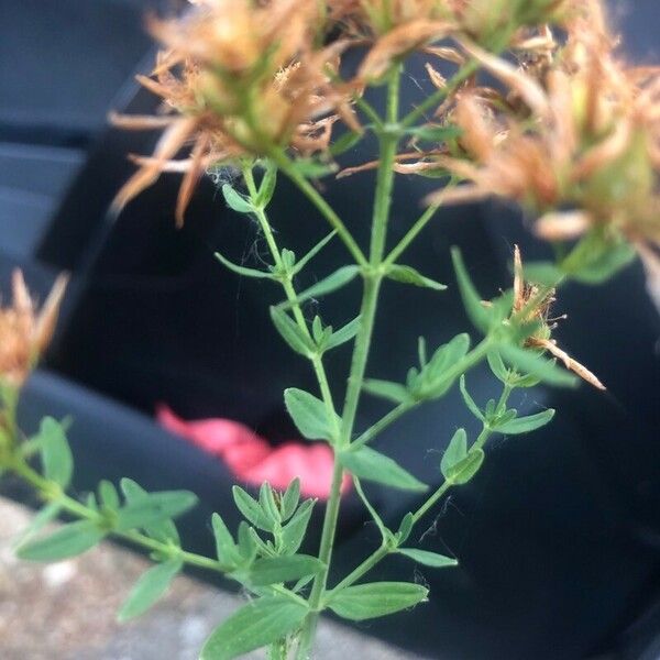 Hypericum perfoliatum Leaf