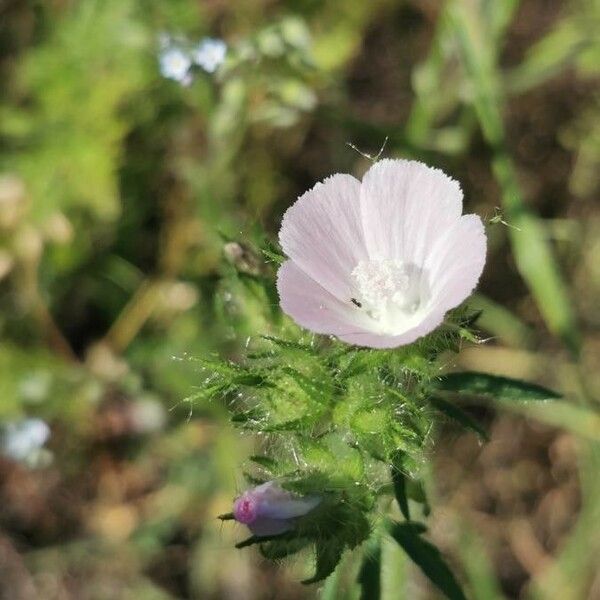 Malva setigera Flower