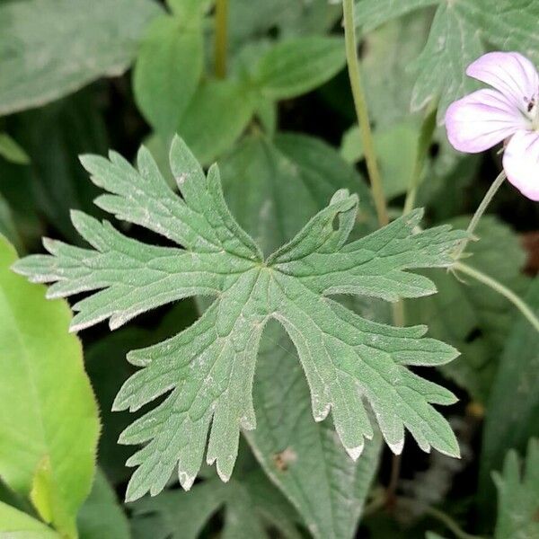 Geranium bicknellii Folha