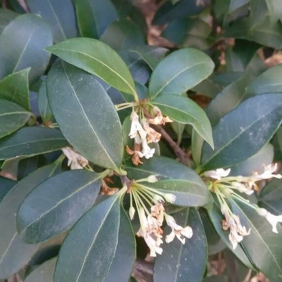 Osmanthus × burkwoodii Liść