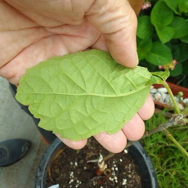 Tabebuia rosea Folla