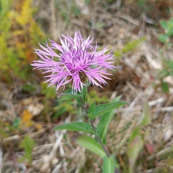 Centaurea phrygia Habit