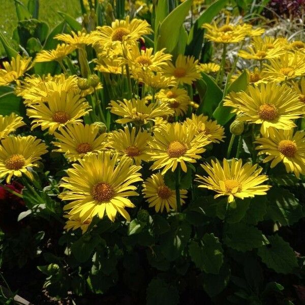 Doronicum orientale Costuma