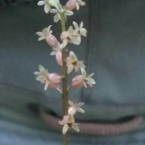 Neottia cordata Flor