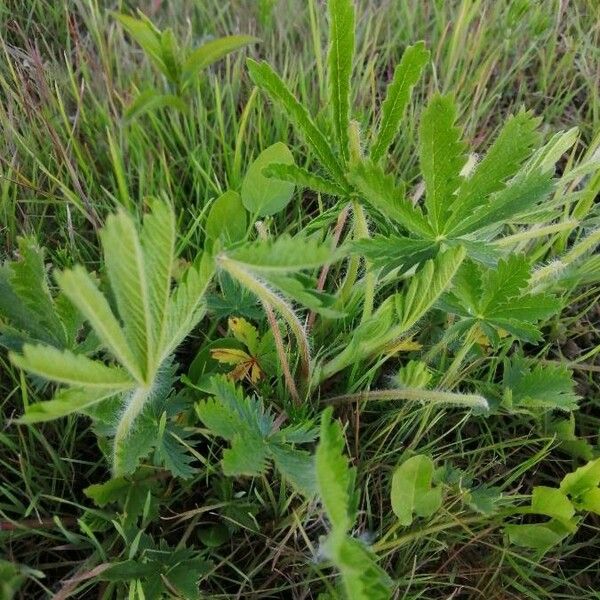 Potentilla heptaphylla Blad