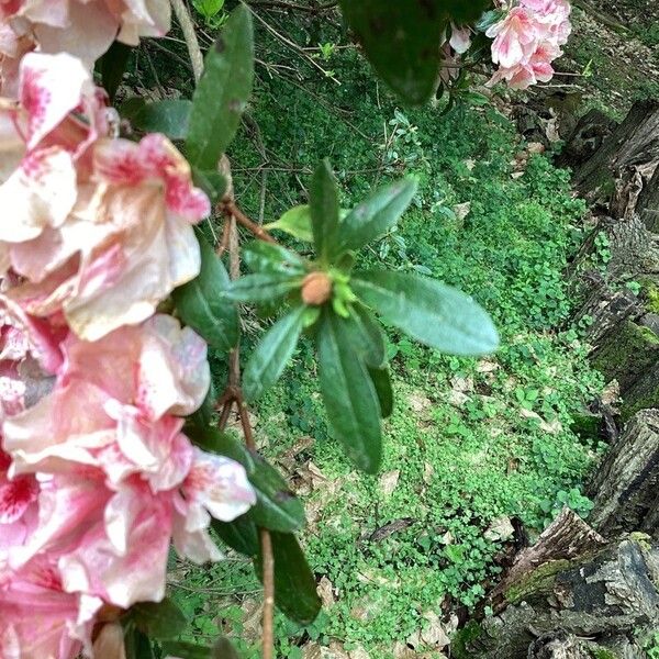 Rhododendron indicum Levél