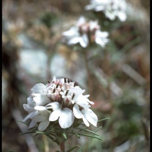 Calycadenia multiglandulosa Λουλούδι