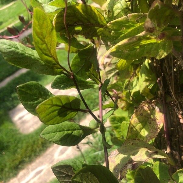 Cobaea scandens Leaf