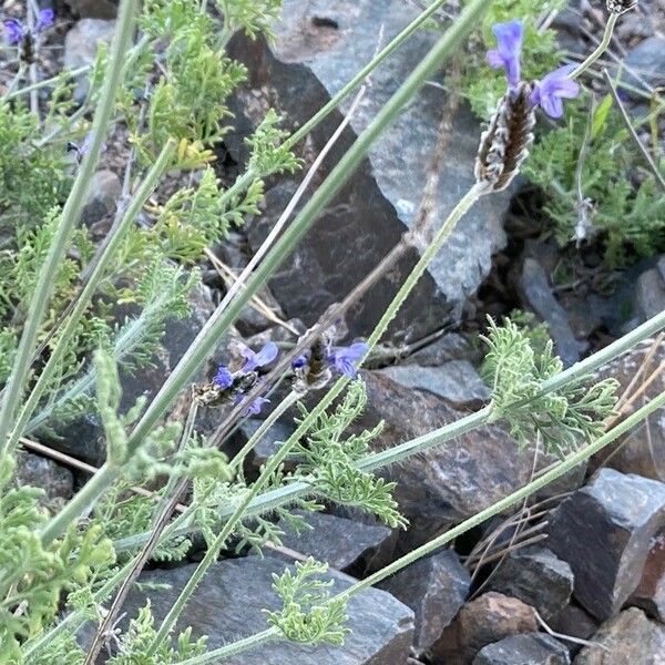 Lavandula multifida Floro