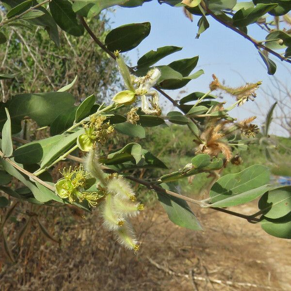 Guiera senegalensis 葉