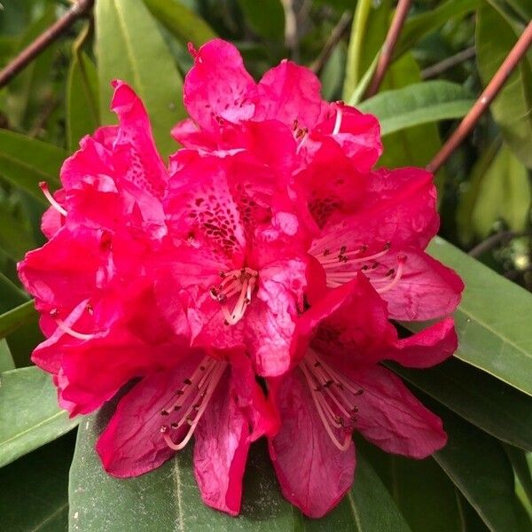 Rhododendron arboreum Kwiat