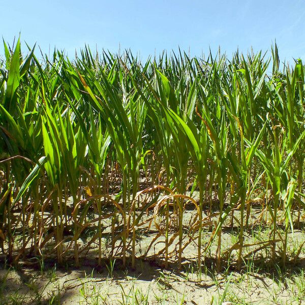 Zea mays Leaf