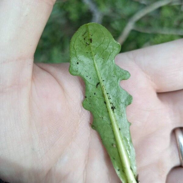 Hypochaeris radicata Leaf