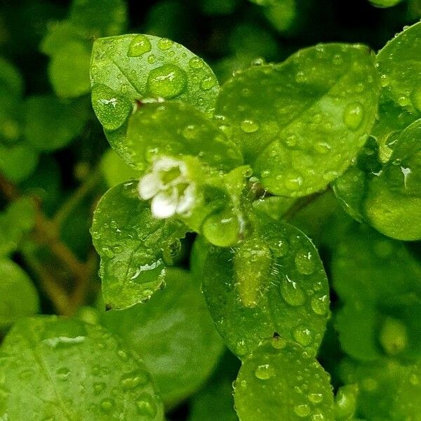 Stellaria media Blomma