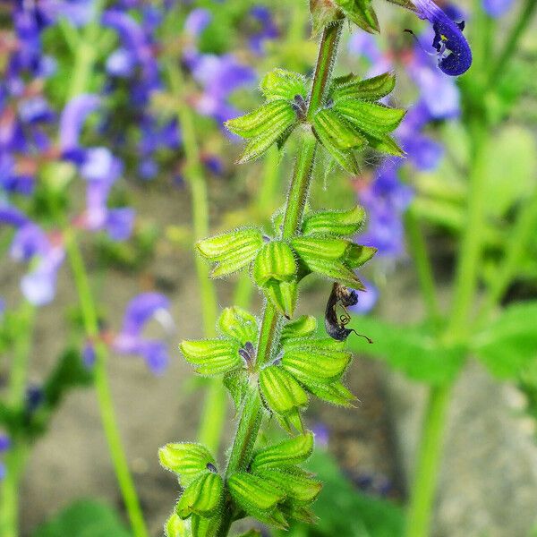 Salvia pratensis Flower