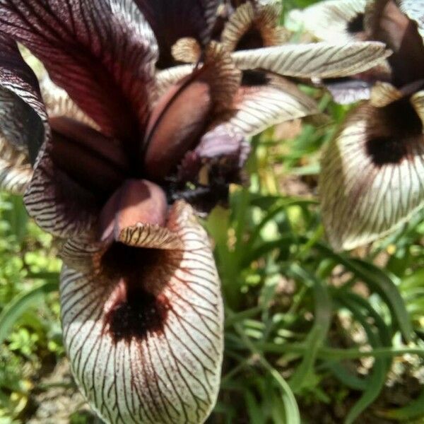 Iris basaltica Blomst