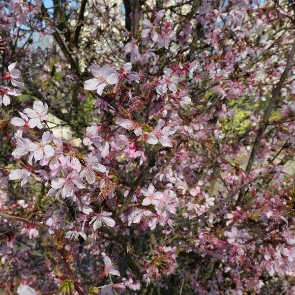 Prunus cerasifera Habit