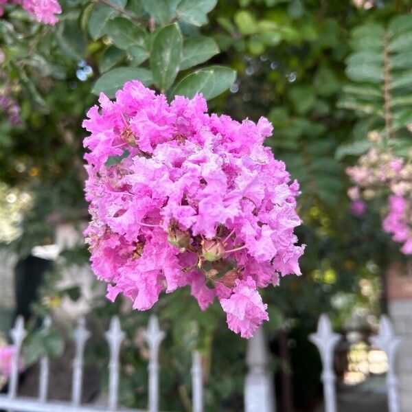 Lagerstroemia indica Flower