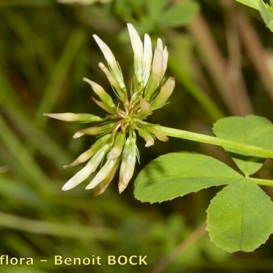Trifolium michelianum その他の提案