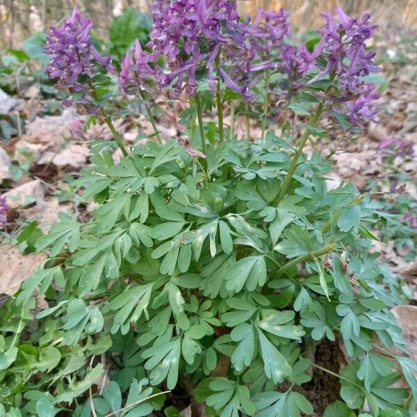 Corydalis solida Habit