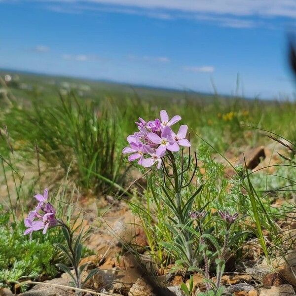 Arabidopsis arenosa Çiçek