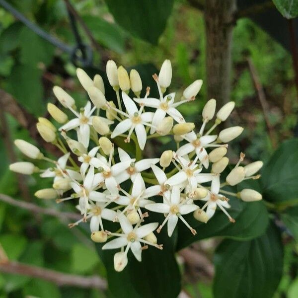 Cornus sanguinea Цвят