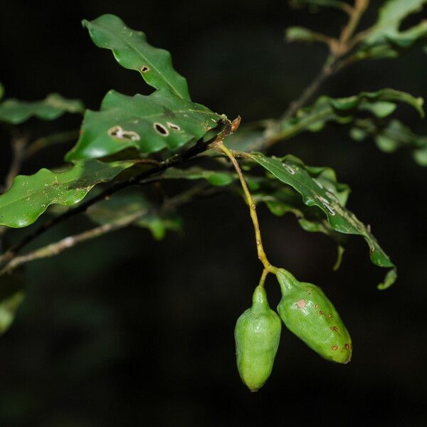 Cryptocarya phyllostemon