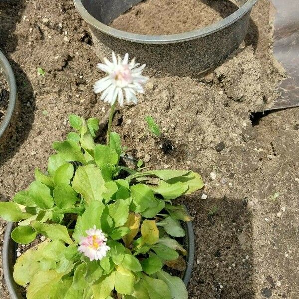 Bellis annua Flors