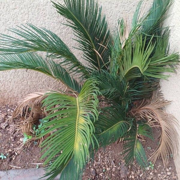 Cycas revoluta List