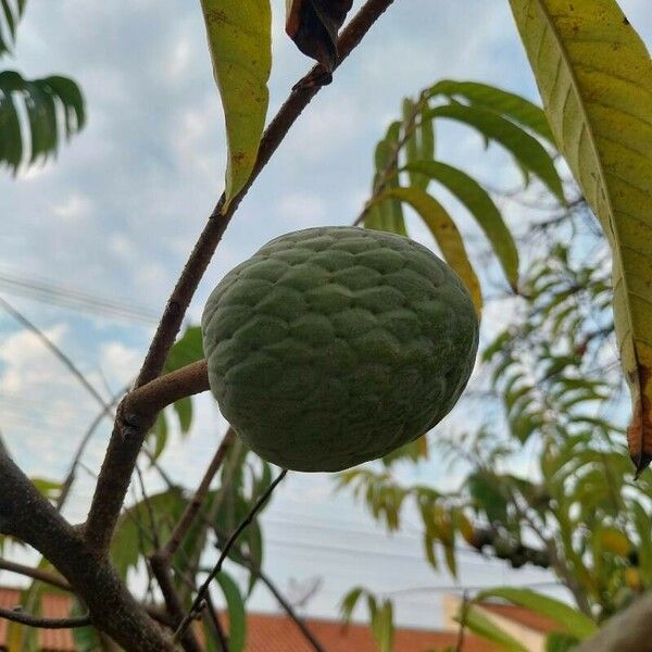 Annona reticulata Фрукт