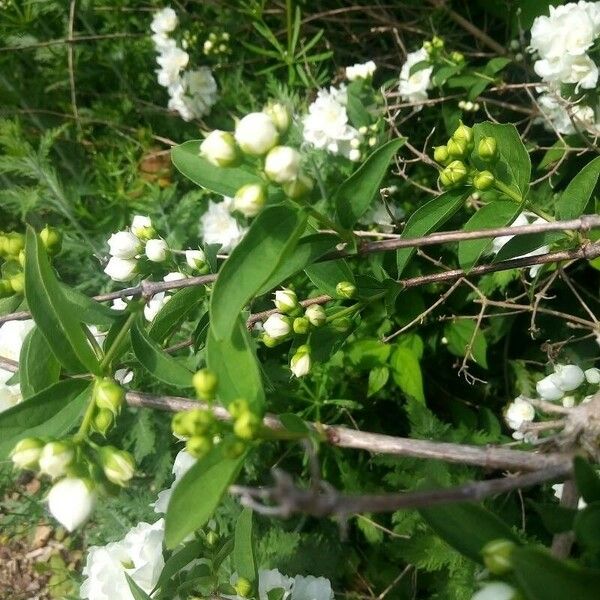 Rosa banksiae Foglia