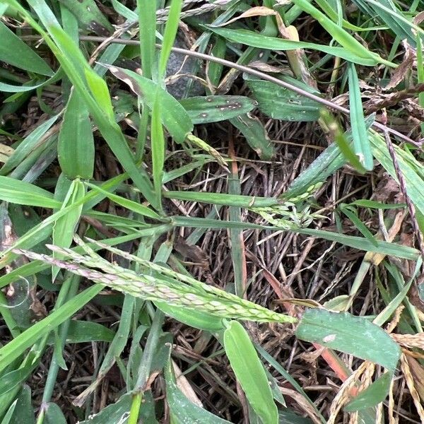 Digitaria ciliaris Leaf