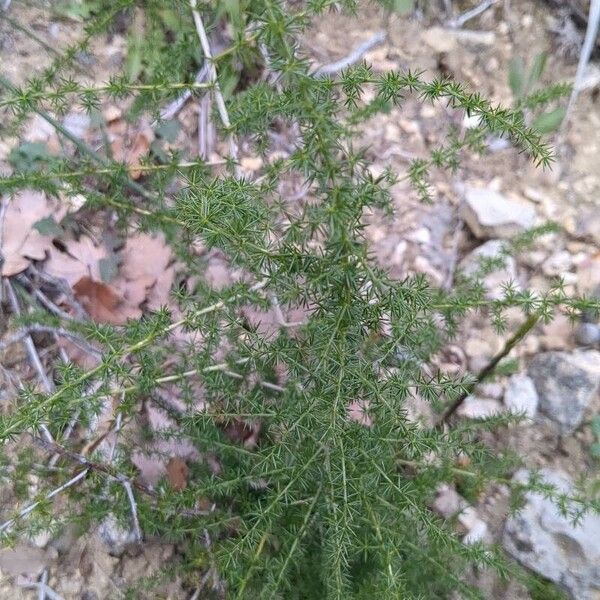 Asparagus acutifolius Blatt